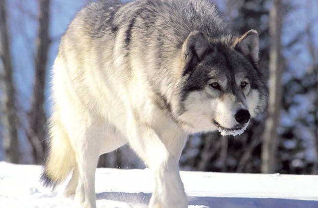 Lobos, los perros salvajes