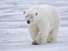 Osos polares, en peligro de extinción