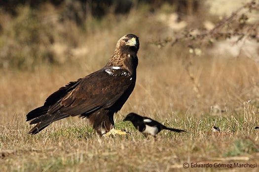 Comienza en Valdemorillo el primer Festival del águila imperial ibérica del año