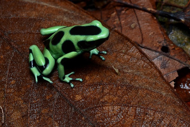 Dendrobates, los anfibios más llamativos del mundo