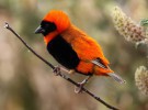 El obispo rojo, el ave más colorida de Sudáfrica