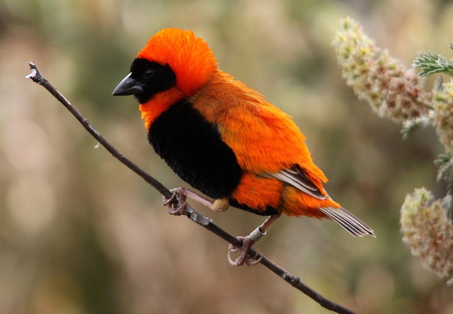 El obispo rojo, el ave más colorida de Sudáfrica