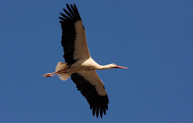 SEO/Birdlife comienza sus actividades de divulgación de la migración de las aves