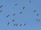 Comienza el fenómeno migratorio de las aves