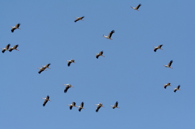 Comienza el fenómeno migratorio de las aves