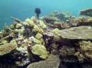 Las labores de dragado producen estrés en los arrecifes de coral