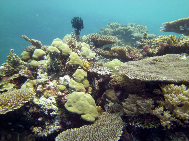 Las labores de dragado producen estrés en los arrecifes de coral