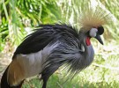 Grulla coronada cuelligrís, una peculiar ave del sur del Sáhara