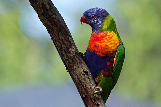 Lori arcoiris, un ave multicolor del Pacífico