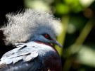 La paloma coronada del sur, la más bonita de Nueva Guinea