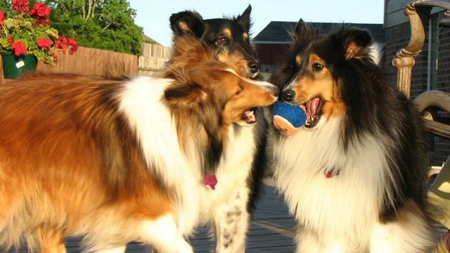 Un estudio afirma que los perros sienten celos