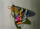 La polilla crepuscular, la más famosa y bella de los lepidópteros