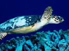 La tortuga boba vuelve a criar en la costa mediterránea un año más