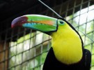 El tucán pico iris, un ave de las selvas de México y Colombia