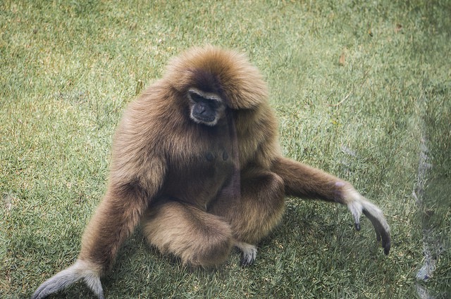 El gibón, una especie de las densas selvas sureñas de Asia