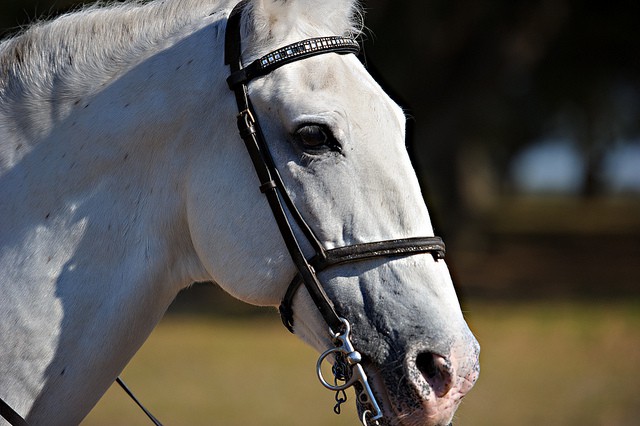 El caballo semental, uno de los animales más cotizados del mundo