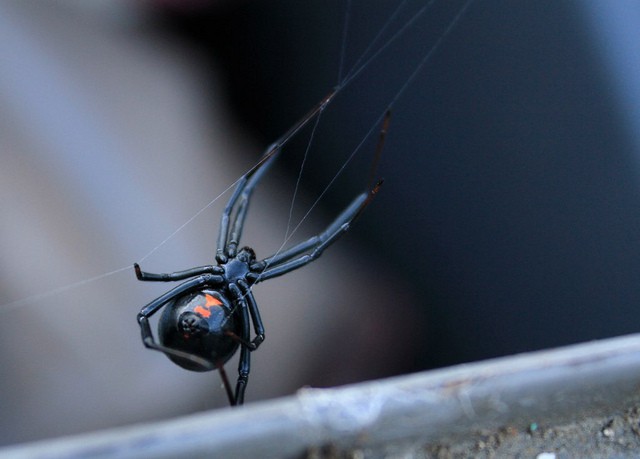 La viuda negra, una araña con mala reputación