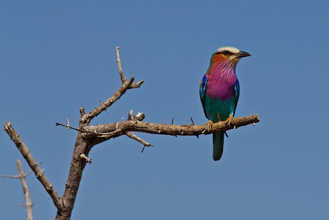 La carraca lila, una fascinante ave del continente africano