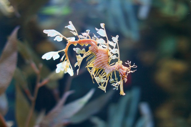 El dragón de mar foliáceo, todo un ícono de la conservación marina