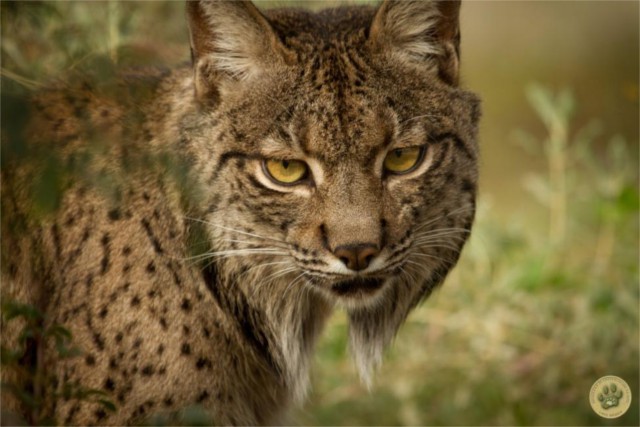 Muere uno de los linces recientemente soltados en Extremadura