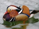 El pato mandarín, el más colorido de todos