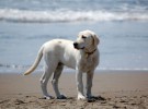 ¿Puedo llevar a mi perro a cualquier playa?