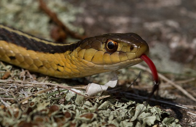 La serpiente de jarretera, un inofensivo reptil de América del Norte