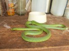 La boomslang, una pequeña serpiente venenosa