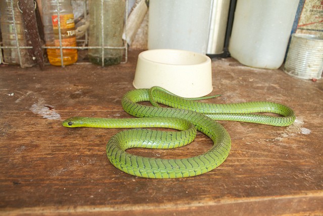 La boomslang, una pequeña serpiente venenosa