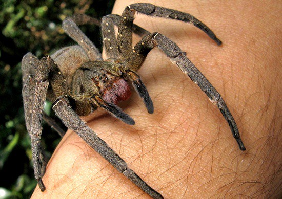 La araña bananera, una de las más tóxicas del mundo