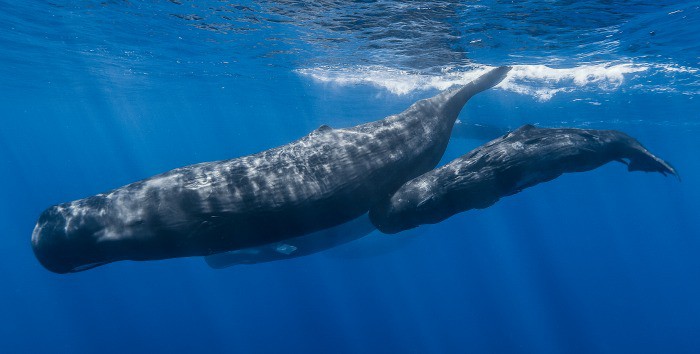 El cachalote, el cerebro más grande de todo el reino animal