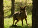 Ecologistas en Acción contra la posible autorización de caza del lobo ibérico