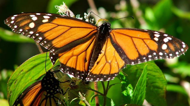 México se implica con la protección de la mariposa monarca