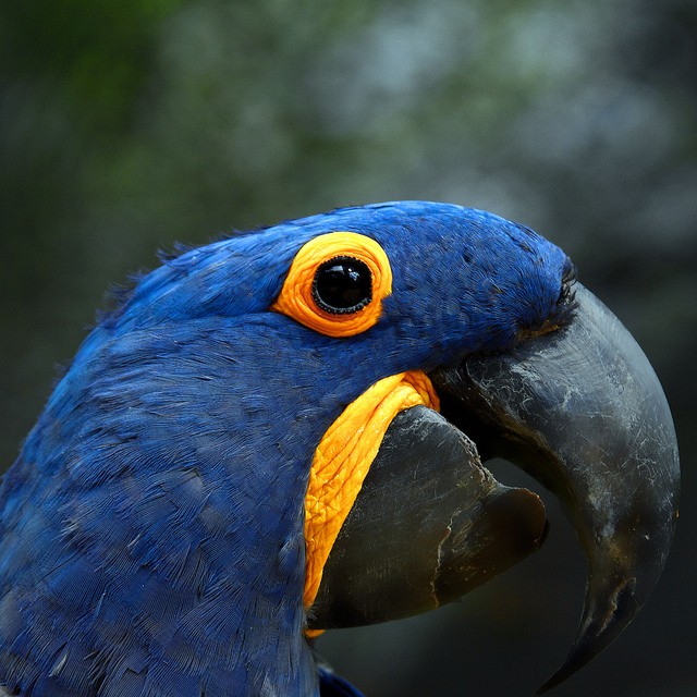 El guacamayo azul, la especie más grande que existe