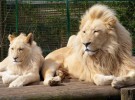 El león blanco, una extraña y divina mutación