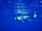 El atún rojo, el pez más cotizado del mundo