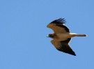 El programa Migra desvela nuevos datos del águila calzada