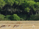 La caza furtiva aumenta en Doñana
