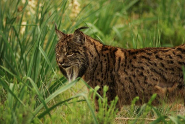 Las Comunidades Autónomas estarían actuando de forma negligente con el lince según Ecologistas en Acción