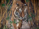 El tigre de malasia podría desaparecer en los próximos años