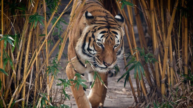 El tigre de malasia podría desaparecer en los próximos años