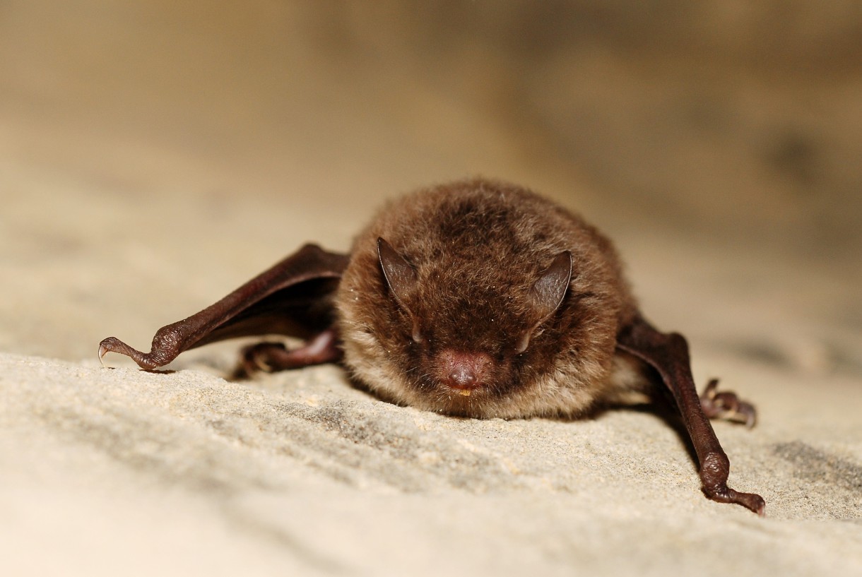 El pequeño murciélago café, el animal más dormilón del mundo