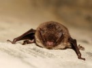 El pequeño murciélago café, el animal más dormilón del mundo