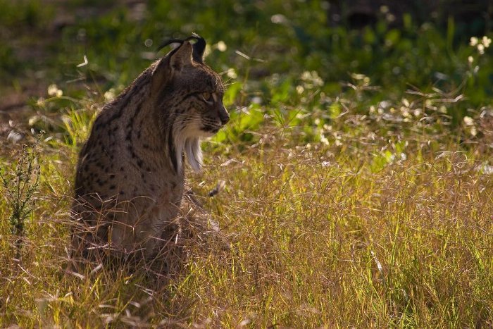 El proyecto Life-Iberlince suelta tres linces ibéricos en los Montes de Toledo