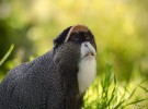 El mono obispo, un cotizado primate de África central tropical y ecuatorial