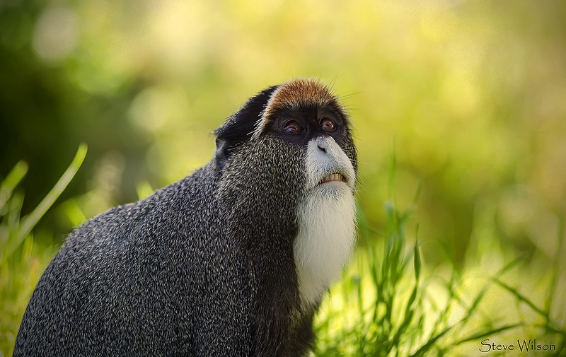 El mono obispo, un cotizado primate de África central tropical y ecuatorial