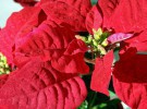 Plantas de navidad: flor de pascua