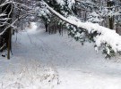 El invierno, el letargo de la naturaleza