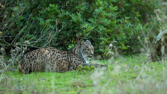 Un lazo ilegal causa la muerte de un lince de Ciudad Real