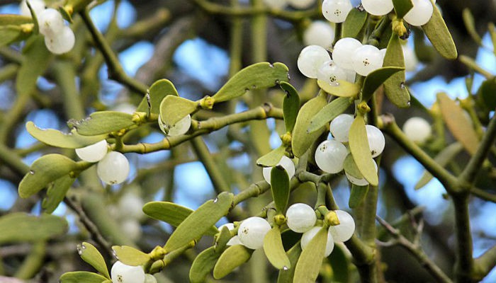 Plantas de navidad: muérdago